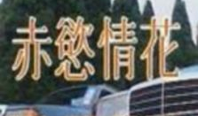 赤欲情花电影,一场禁忌之恋的生死轮回